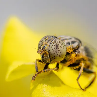 A hoverfly covered in yellow pollen. This macro shot reveals the incredible detail of its spotted compound eyes and the fine grains of pollen dusting its body. These flies are important pollinators, and this image captures them at work.