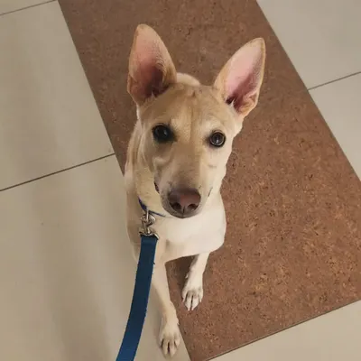 I was so proud of Leo's parents for seeking training for him right away. Every puppy, especially a rescued Indie like Leo, deserves the chance to learn how to navigate our world. This is what responsible pet parenting looks like.