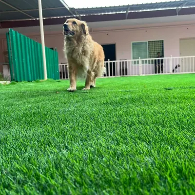 A golden retriever enjoying the morning sun in our spacious, fenced-in yard. The green turf is perfect for clean, safe play.