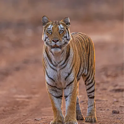 Eye contact is one of the strongest tools in wildlife photography. For this tigress portrait, I chose a low angle and used the soft golden rim light to highlight her form. My Sony Alpha 1's precise eye autofocus ensured her gaze was perfectly sharp, creating a powerful connection.