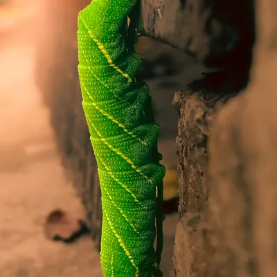 The incredible texture and vibrant green of a hawk moth cocoon waiting to transform. My macro lens allows me to capture these hidden marvels of nature in stunning detail.