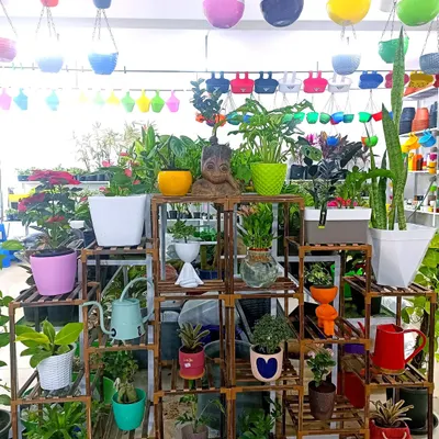 A display in my shop featuring a multi-tiered wooden stand filled with a variety of indoor plants in colorful pots. I also offer a wide range of hanging planters, as seen in the background.