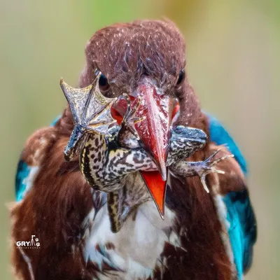 An intense close-up of a White-breasted Kingfisher with its amphibian prey. This shot freezes a dramatic, split-second moment of the food chain in action.