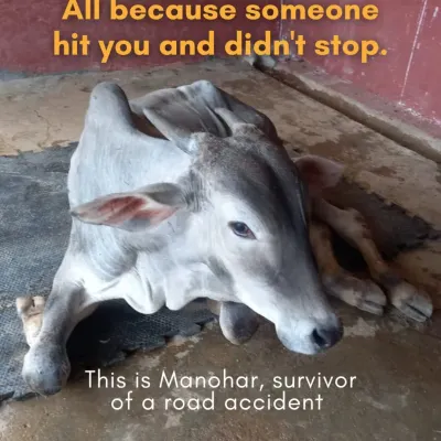 This is Manohar, a young calf and the survivor of a road accident. He was left on the roadside, unable to move, after a hit-and-run incident.