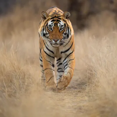 The Maharaja of Ranthambhore, T120, walks through the golden grasslands. Known for his incredible hunting prowess, including taking down a leopard and a sloth bear, he is a true king of this land.