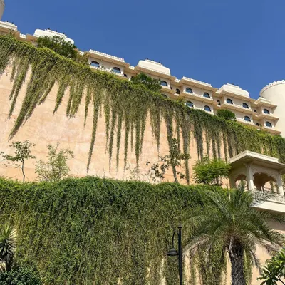 The stunning sight of creepers and vines cascading down a wall in Udaipur. This is a great example of vertical gardening, a technique we can adapt for balconies to create a wall of green.