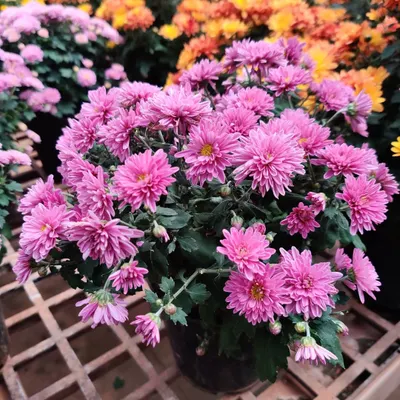 These bright pink Chrysanthemums are full of life and make a wonderful addition to any collection of flowering plants. They are healthy, full of buds, and ready to bloom.