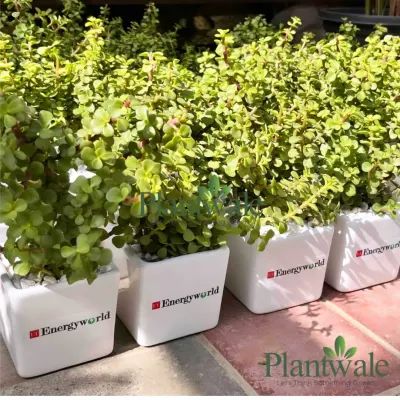 A row of lush Jade plants, known for bringing good luck, potted in square white ceramic pots. Each pot is customized with the 'Energyworld' company logo, making for a vibrant and positive corporate gift.