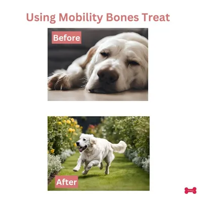 The difference can be truly amazing. This before and after shows how targeted nutrition can transform a dog's energy and comfort levels. My Mobility Bones are designed to support an active, joyful life.