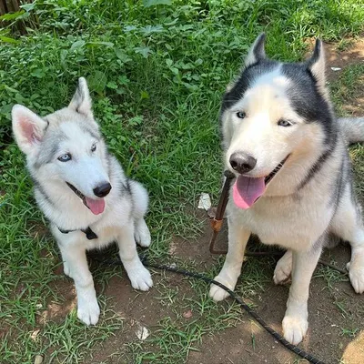 An adult Husky and a Husky puppy sit side by side outdoors. I met the puppy and shared their playtime together.