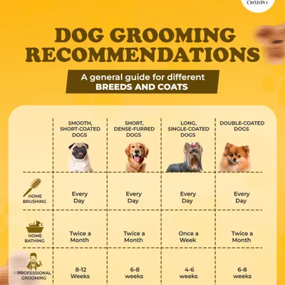 Every dog is different, and so is their grooming routine. This guide gives you our general recommendations for home brushing, bathing, and professional grooming based on your dog's coat type.