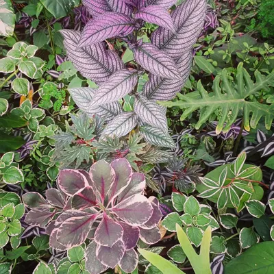 A glimpse into the variety of foliage I work with. This mix includes the purple Persian Shield, variegated Peperomia, and other textures, showing how different leaves can be combined for a lush, layered look in indoor plantscaping.