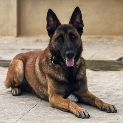 This is Rio, a Belgian Malinois. My 35 years of experience, including as an Ex-Military Dog Training Officer, allows me to handle and groom powerful and intelligent breeds with confidence and respect.