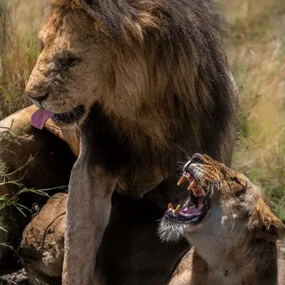 A royal dispute in the Masai Mara. A lioness snarls at the male during a mating ritual, a tense and powerful interaction that is common between courting pairs.