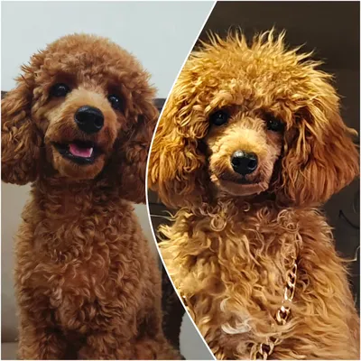 From shaggy to chic. This toy poodle, Shona, received a full grooming session, including a deep clean and a stylish poodle cut that highlights her adorable features. The difference is amazing.