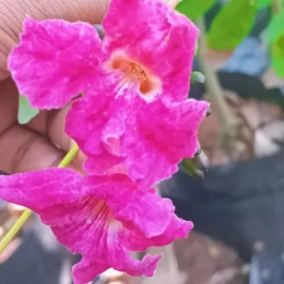The Tabebuia haemantha produces beautiful clusters of vibrant pink flowers. This is an excellent flowering tree for adding a splash of seasonal color to your outdoor landscape.