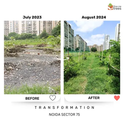 This path at our Noida Sector 75 site was once just gravel and dirt. One year later, it's a green walkway through a growing forest, a testament to the power of consistent planting and care.