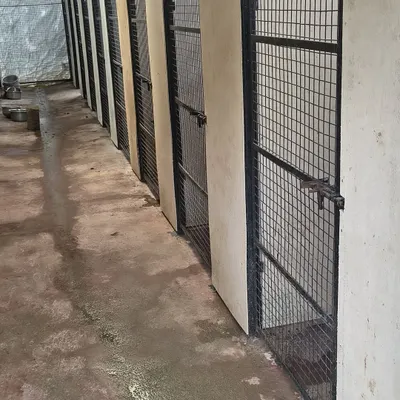 This is a look at our old mesh kennels before their upgrade. We are constantly working to improve our infrastructure to provide the best possible living conditions for our dogs.