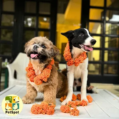 Celebrating Kukur Tihar, the festival of dogs. We honored our furry friends with beautiful marigold garlands and lots of treats to thank them for their loyalty and love.