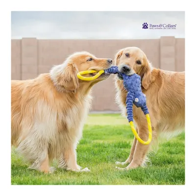 Two Golden Retrievers enjoy a game of tug-of-war with a Zippy Paws toy. Our toys are selected for their durability and ability to facilitate interactive play between pets or with their parents.