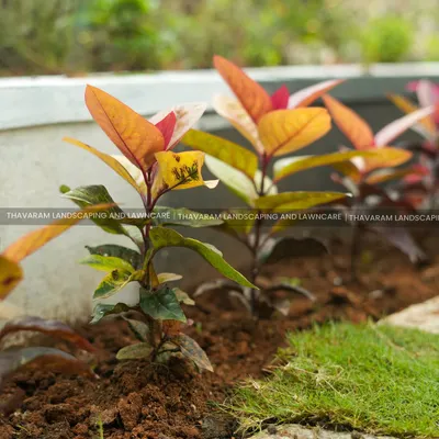 A close-up of newly planted ornamental shrubs with vibrant orange and red leaves, showing the fresh soil and the edge of a new lawn.