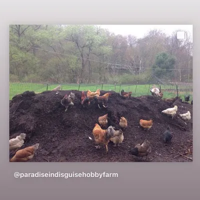 My flock of chickens are my best employees. They work the compost piles daily, aerating the material and adding their own fertilizer. This symbiotic relationship between farming and composting is a key topic I cover in my educational sessions.