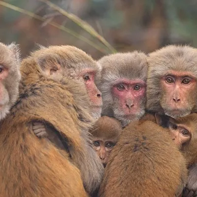 A family of Rhesus Macaques huddles together for warmth on a cold winter morning. The image is a powerful story of family bonds and survival.