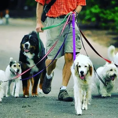 I have the experience to handle dogs of all sizes and temperaments, even in large groups. This picture shows a typical multi-dog walk, where I ensure each dog is safe, comfortable, and gets the attention they need. Managing a whole pack is my specialty.