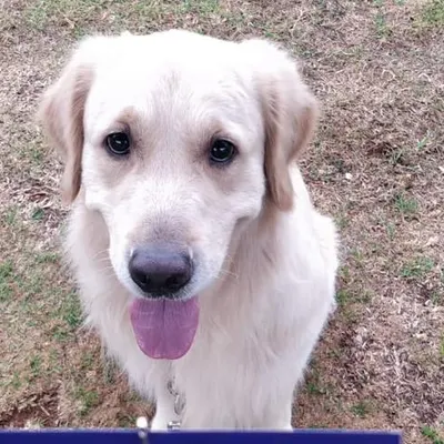 We are incredibly proud when our training pays off in the real world. This happy Golden Retriever was one of our winners at the 102nd Obedience Dog Show in Ooty. This achievement reflects our commitment to effective, positive dog training and obedience skills.