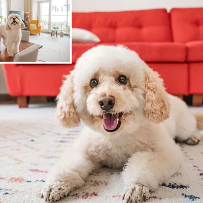 A happy bichon frise named Dinkan, a total goofball, smiles for the camera during an at-home shoot.