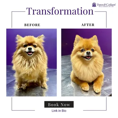 From shaggy to chic. This Pomeranian's transformation shows a complete grooming service, including a bath, blow-dry, and a teddy bear cut that highlights its adorable features while making the coat manageable and clean.