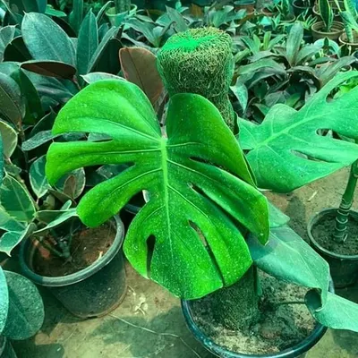 The iconic Monstera Deliciosa, complete with a moss stick for support. This is one of the most in-demand indoor plants, and I supply them healthy and ready to display.