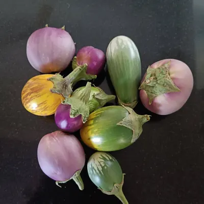 A beautiful and diverse harvest of brinjals from a single balcony garden. We help clients grow multiple varieties, including round purple, striped, and green types, all fresh and organic.