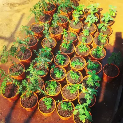 Our kitchen garden herbs are ready for delivery. We have everything you need to start your own herb garden, including mint, curry leaves, and ajwain.