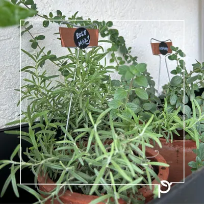 Fresh Rosemary, ready for culinary use, thrives in a simple terracotta pot. We design sensory herb gardens that are both functional and beautiful, providing you with aromatic plants that elevate your cooking and your garden's fragrance.