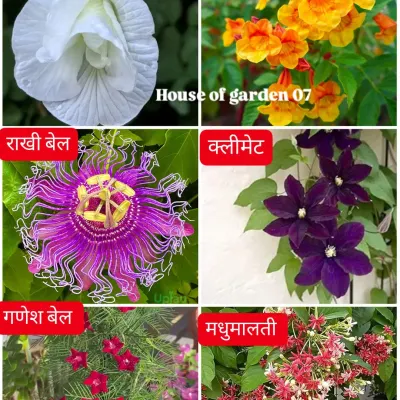 Here are 6 beautiful flowering vines that bloom wonderfully during the monsoon season in Mumbai, including Aparajita, Madhumalti, and Rakhi Bel. I can help you plant and care for them.