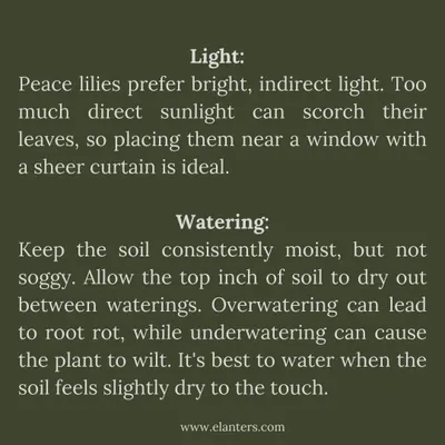 Peace Lily Care Part 1: These plants prefer bright, indirect light and consistently moist soil. Avoid direct sun and letting the soil dry out completely.