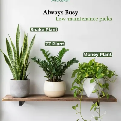 Always busy? I get it. These low-maintenance picks are for you. The Snake Plant, ZZ Plant, and Money Plant are incredibly forgiving and perfect for anyone with a hectic schedule.