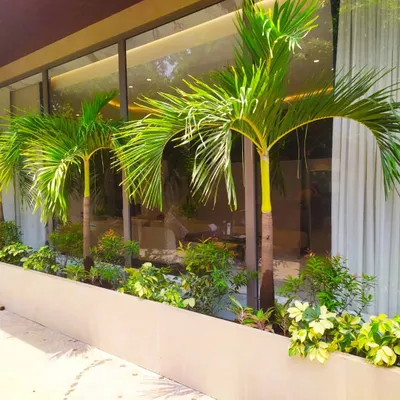The final result of our palm tree planting service. These healthy Foxtail palms create an impressive and welcoming look for the building, showing how the right plants can make a big difference.