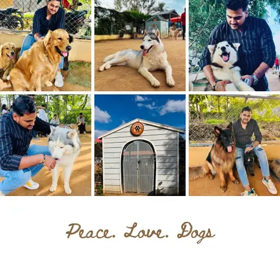 A collage from a happy visitor, capturing moments with Golden Retrievers, Huskies, and German Shepherds. The motto says it all: Peace. Love. Dogs.