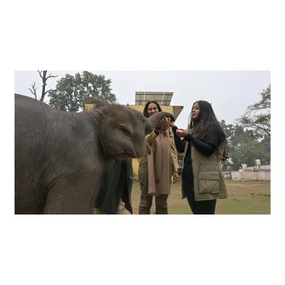 A gentle moment with Gauri, a rescued baby elephant in Dudhwa Tiger Reserve. Her innocence and trust were incredibly moving.