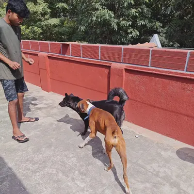 Here you can see supervised playtime in action. A member of my team guides a friendly interaction between a Boxer and another dog. This controlled socialization is key to helping dogs learn how to play and communicate safely.
