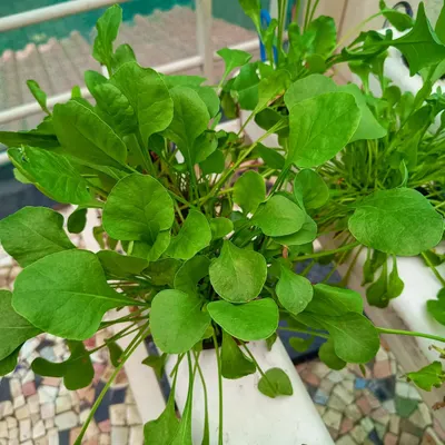 A dense bunch of arugula, also known as rocket, growing in a hydroponic channel. Its peppery taste is a fantastic addition to any fresh salad, grown right on your balcony.