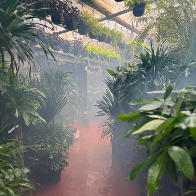 This is the Plant People experience. Come over and lose yourself in our stunning greens and wide collection of pots. Our misty, jungle-like aisles offer the best plant buying experience in the city.