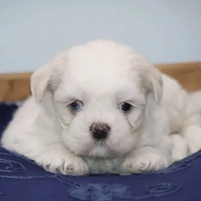A close up of one of my snow white Shih Tzu puppies. This one has unique odd-colored eyes, a rare and beautiful trait. All my white puppies have pure coats and sweet faces.