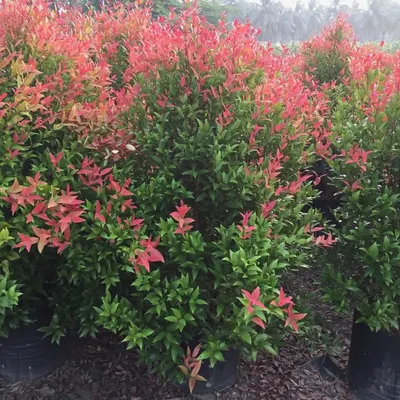 A view of healthy Syzygium 'Christina' shrubs with vibrant red new growth, ready for delivery from my nursery. Owning my own nursery allows me to guarantee the quality of every plant I install.
