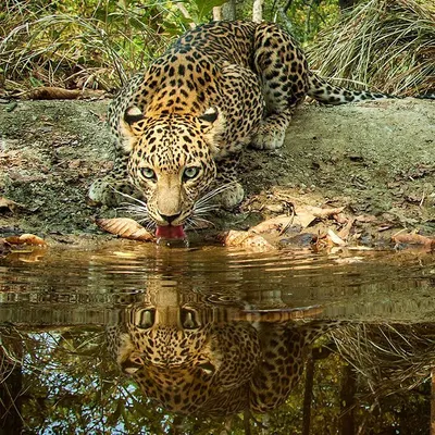 A male leopard quenches its thirst at an artificial waterhole, its intense gaze reflected perfectly on the water's surface. The symmetry and clarity of this camera trap image create a powerful and mesmerizing portrait.