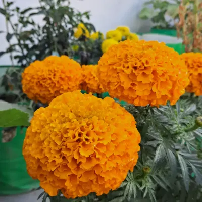 A close up of a bright orange marigold flower from my terrace garden. These are very easy to grow and flower for a long time.
