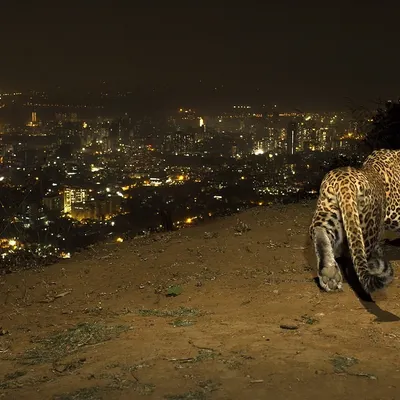 This photograph of a leopard overlooking the Mumbai metropolis is a prime example of successful camera trapping. The setup was designed to trigger when the animal crossed a specific path, firing multiple flashes to illuminate the leopard while keeping the city's ambient light as a backdrop.