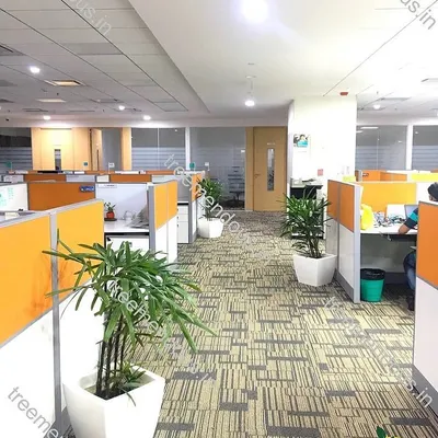 Our plant rental service makes it easy to green your office. We strategically place beautiful, air-purifying plants like these rhapis palms in stylish planters throughout the workspace and handle all the maintenance.